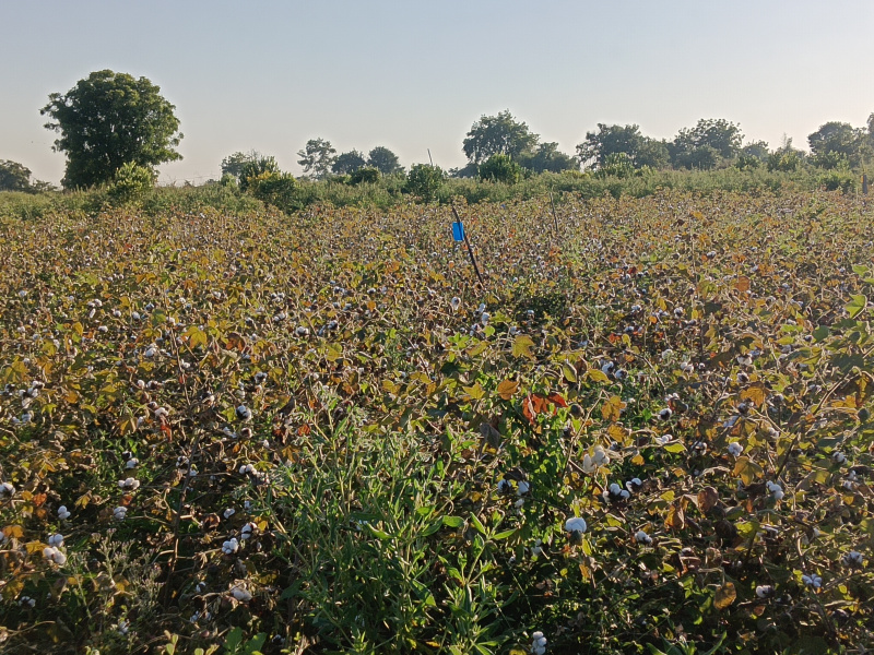  4 Acre Agricultural/Farm Land for Sale in Kalameshwar, Nagpur