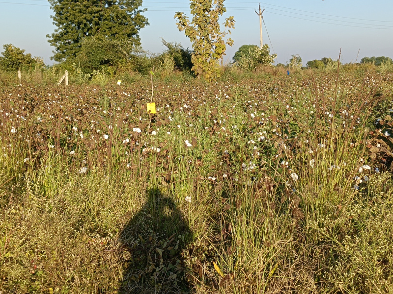  1 Acre Agricultural/Farm Land for Sale in Kalameshwar, Nagpur