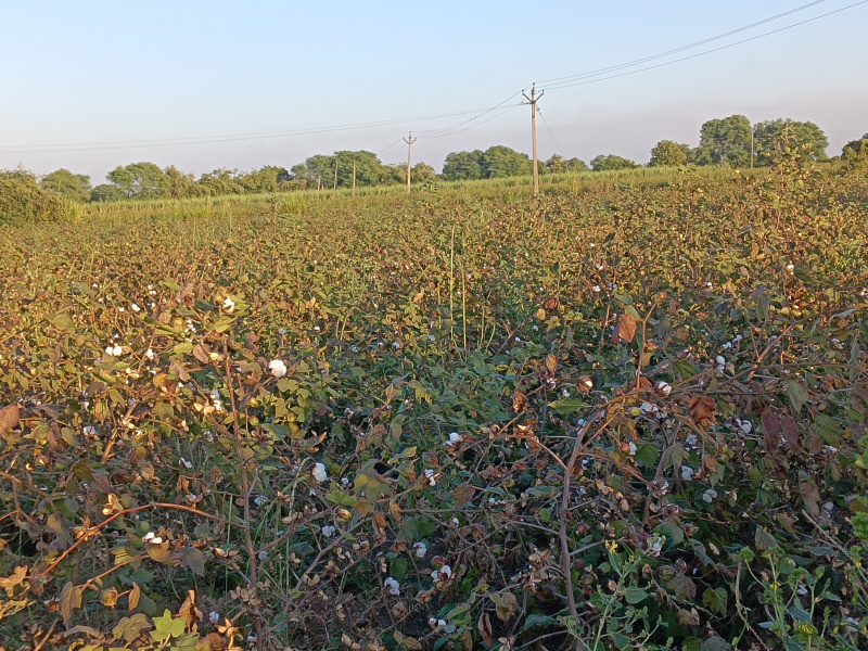  8 Acre Agricultural/Farm Land for Sale in Uday Nagar, Nagpur