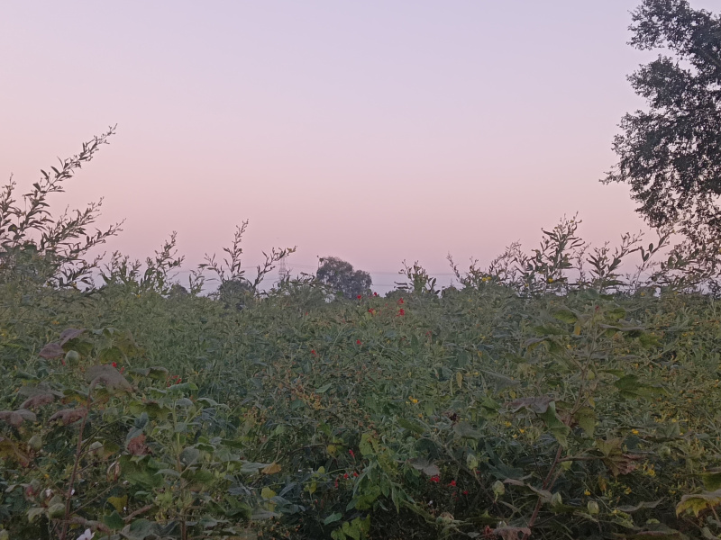  10 Acre Agricultural/Farm Land for Sale in Mohapa, Nagpur