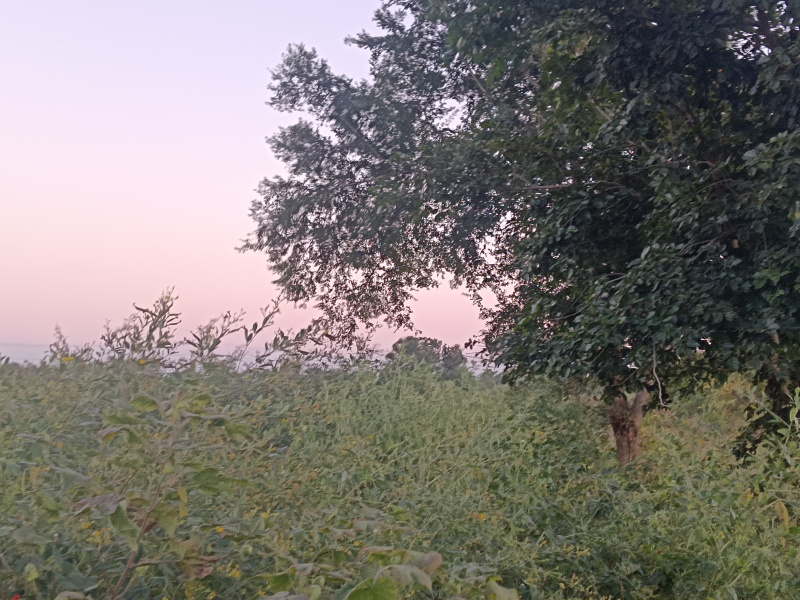  10 Acre Agricultural/Farm Land for Sale in Mohapa, Nagpur