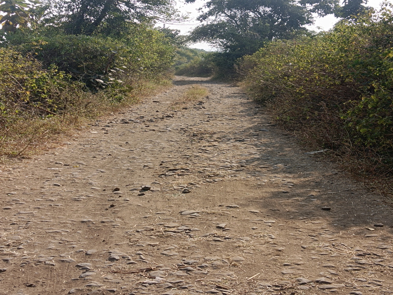  15 Acre Agricultural/Farm Land for Sale in Kalameshwar, Nagpur