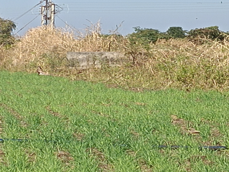  5 Acre Agricultural/Farm Land for Sale in Kalameshwar, Nagpur