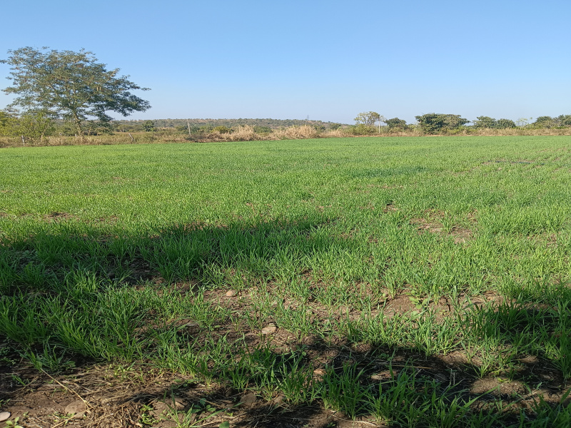  5 Acre Agricultural/Farm Land for Sale in Kalameshwar, Nagpur