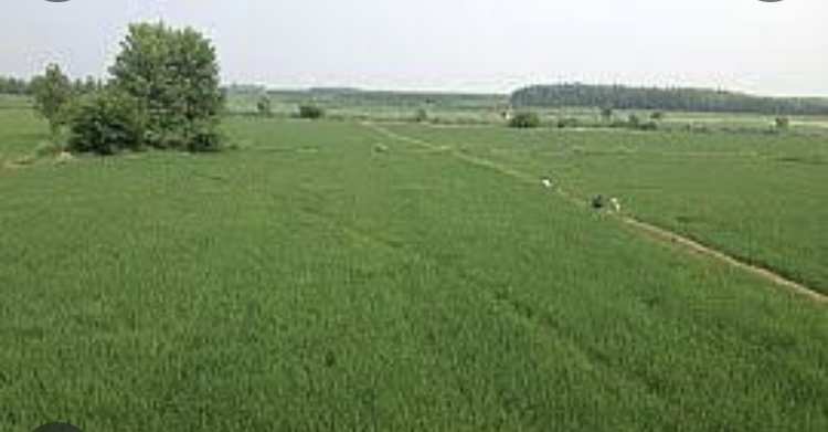 Agricultural Land 5 Acre for Sale in Adampur, Jalandhar