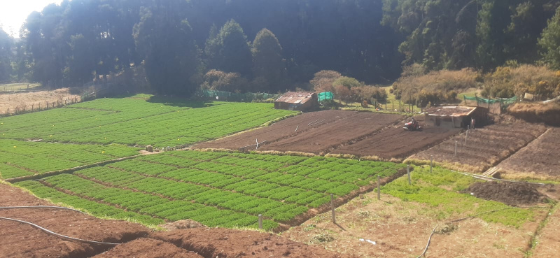  3 Acre Agricultural/Farm Land for Sale in Kandal, Ooty