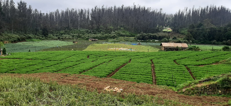  3 Acre Agricultural/Farm Land for Sale in Kandal, Ooty