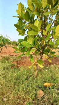  Agricultural Land for Sale in Vayaloor, Tiruchirappalli