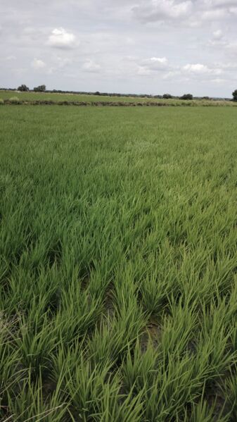  Agricultural Land 1600000 Sq.ft. for Sale in Gurmatkal, Yadgir