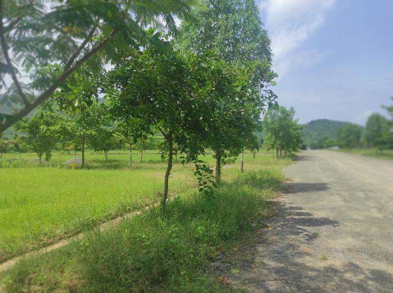  Residential Plot 200 Sq. Yards for Sale in Kothavalasa, Visakhapatnam