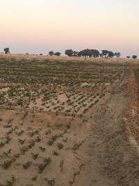  Agricultural Land for Sale in Mohangarh, Jaisalmer