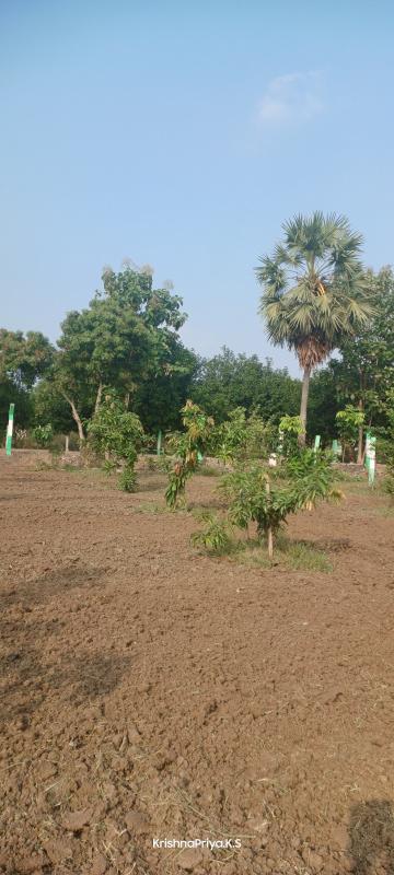  Agricultural Land 9600 Sq.ft. for Sale in Cheyyur, Kanchipuram