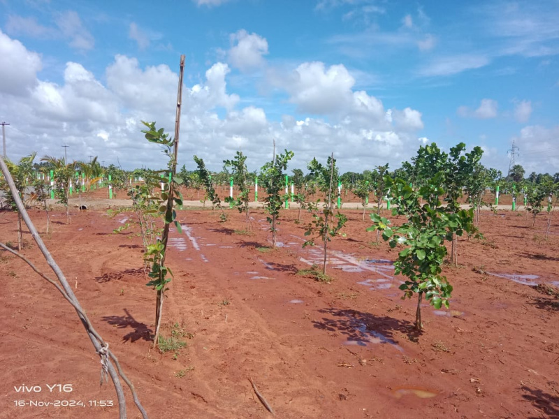  Agricultural Land 9600 Sq.ft. for Sale in Cheyyur, Kanchipuram