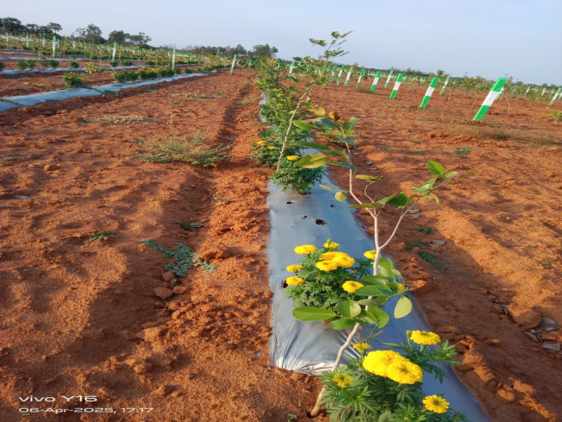  Agricultural Land 9600 Sq.ft. for Sale in Cheyyur, Chengalpattu