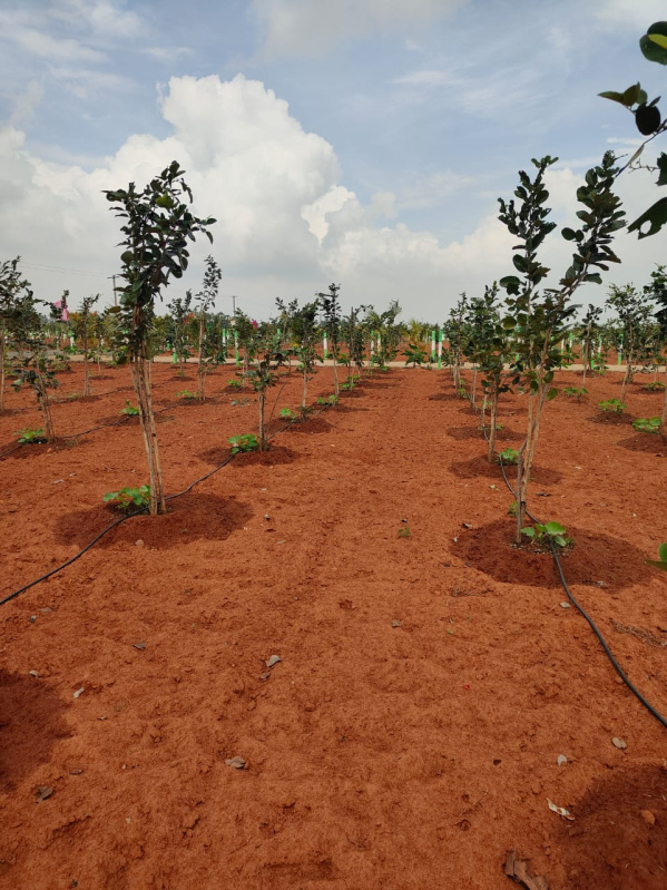  Agricultural Land 9600 Sq.ft. for Sale in Cheyyur, Chengalpattu