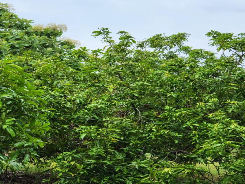  Agricultural Land 9600 Sq.ft. for Sale in Olakkur, Villupuram