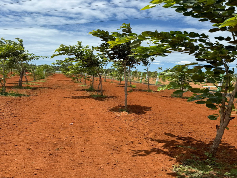  Agricultural Land 9600 Sq.ft. for Sale in Iyyappanthangal, Chennai