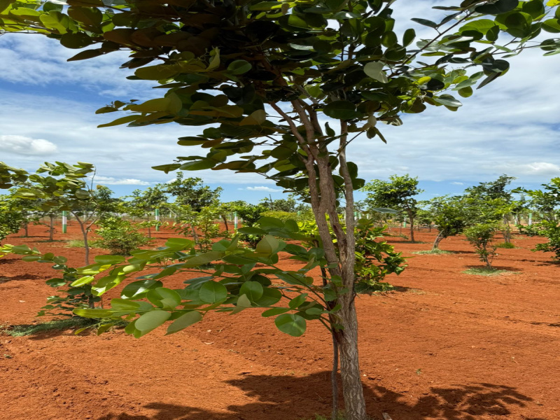  Agricultural Land 9600 Sq.ft. for Sale in Iyyappanthangal, Chennai