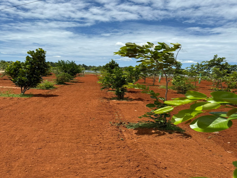  Agricultural Land 9600 Sq.ft. for Sale in Iyyappanthangal, Chennai