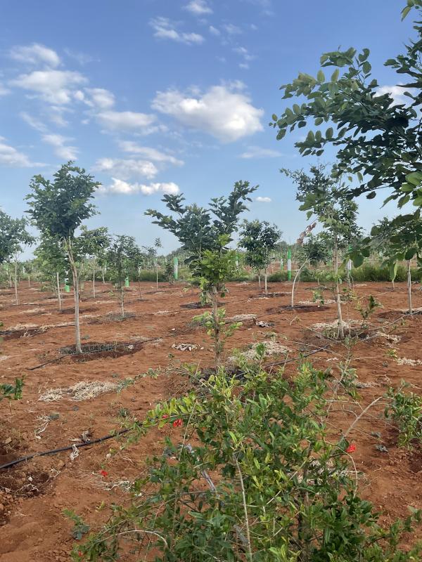  Agricultural Land 9600 Sq.ft. for Sale in Chembakkam, Chennai