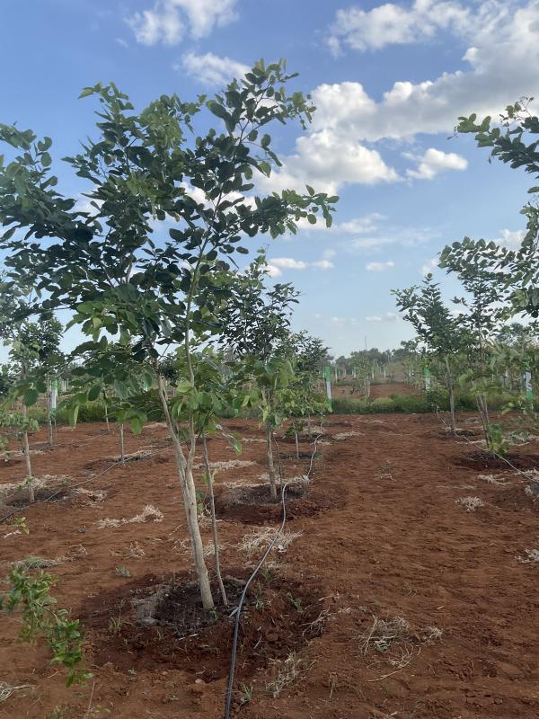  Agricultural Land 9600 Sq.ft. for Sale in Chembakkam, Chennai