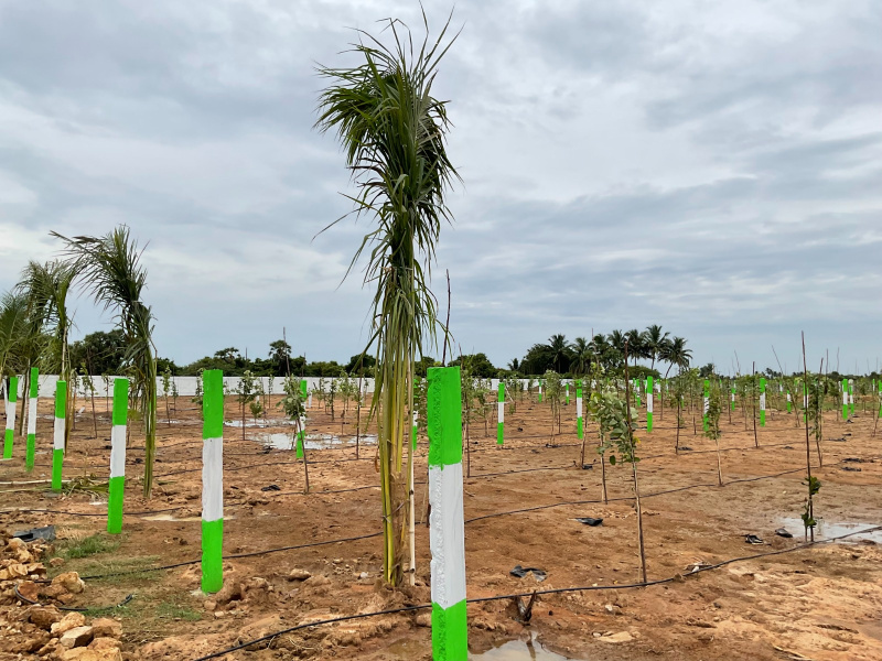  Agricultural Land 9600 Sq.ft. for Sale in Cheyyur, Chengalpattu