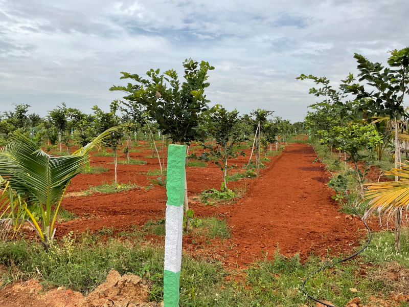  Agricultural Land 9600 Sq.ft. for Sale in Cheyyur, Chengalpattu