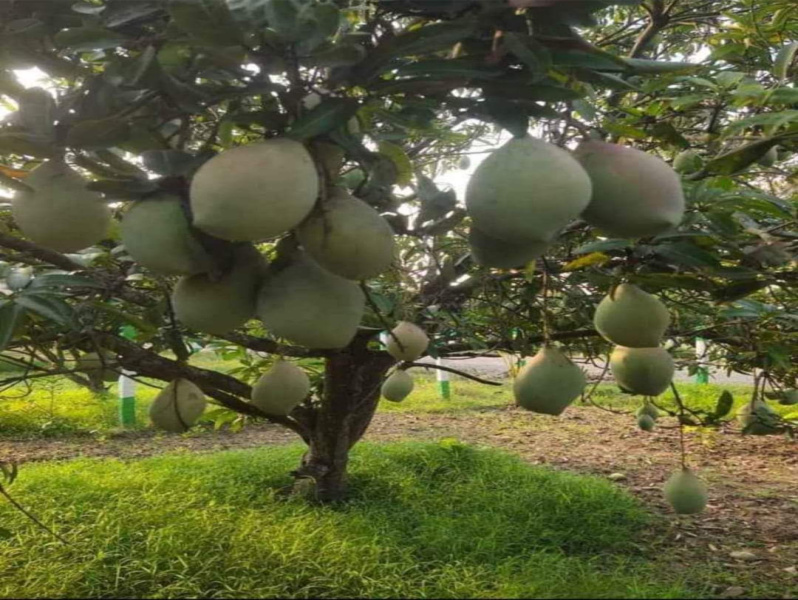  9600 Sq.ft. Agricultural/Farm Land for Sale in Acharapakkam, Chengalpattu