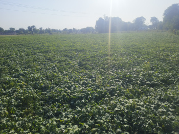  Agricultural Land for Sale in Reengus, Sikar
