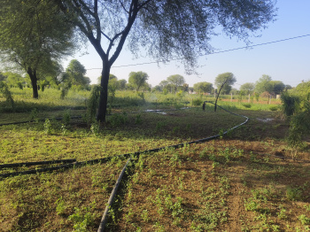  Agricultural Land for Sale in Khatu, Sikar