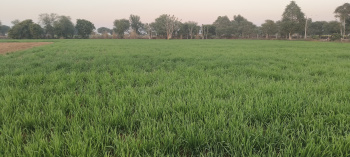  Agricultural Land for Sale in Sri Madhopur, Sikar