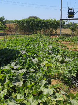  Agricultural Land for Sale in Sri Madhopur, Sikar