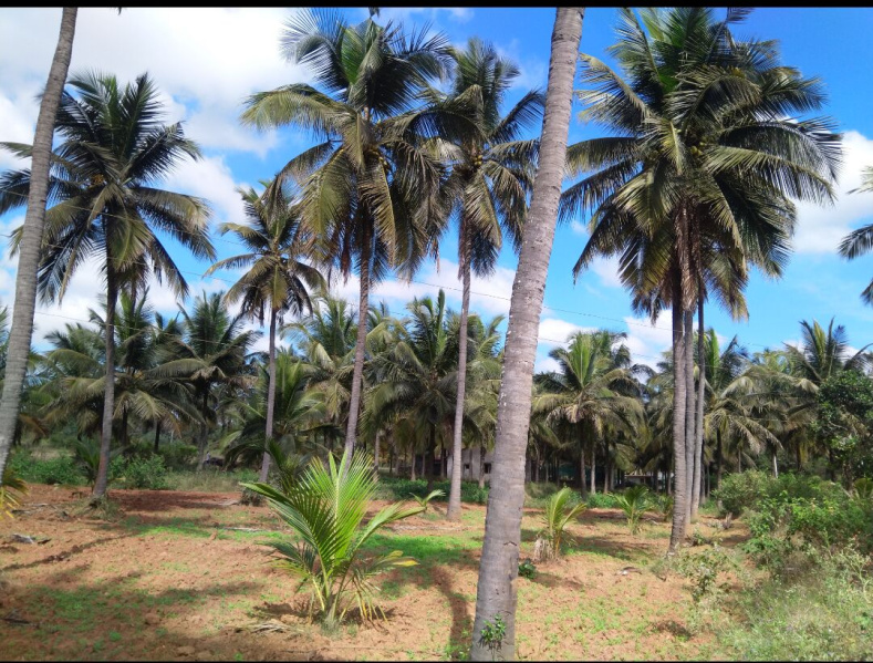  Agricultural Land 19 Sq.ft. for Sale in Arsikere, Hassan