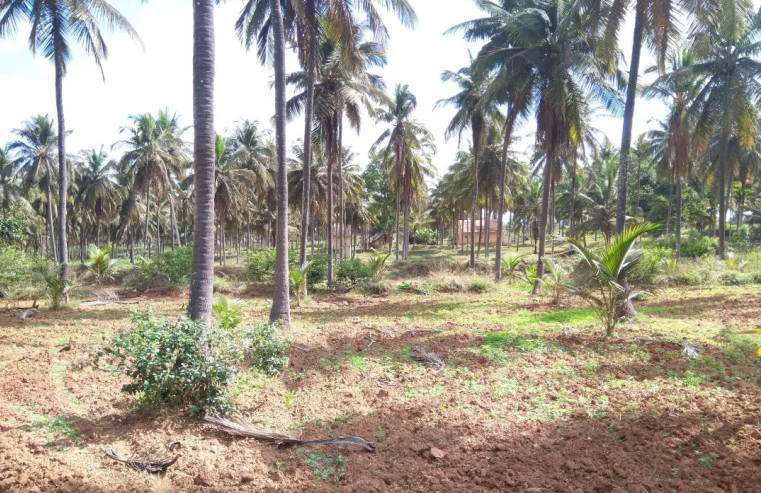  Agricultural Land 19 Sq.ft. for Sale in Arsikere, Hassan