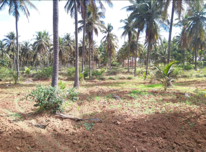  Agricultural Land 19 Sq.ft. for Sale in Arsikere, Hassan