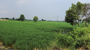  Agricultural Land for Sale in Agroha, Hisar