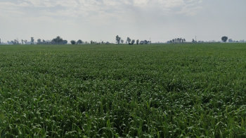  Agricultural Land for Sale in Banat, Shamli