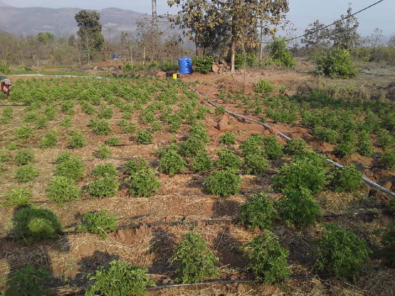  Agricultural Land 5 Acre for Sale in Pali, Raigad