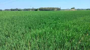  Agricultural Land for Sale in Kovilancheri, Chennai