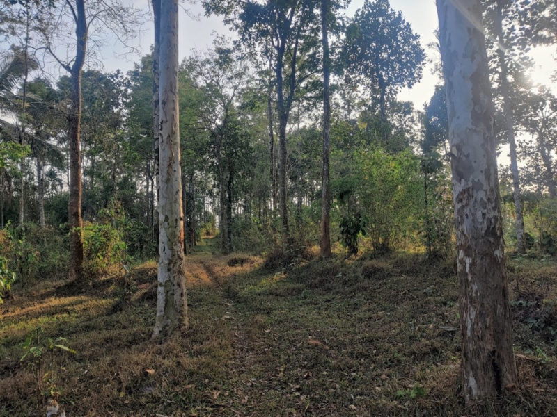  Agricultural Land 4025 Acre for Sale in Mananthavady, Wayanad