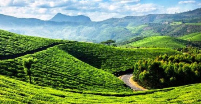  Agricultural Land 4025 Acre for Sale in Mananthavady, Wayanad