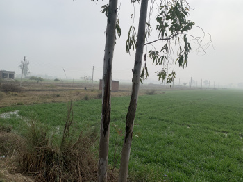  Agricultural Land for Sale in Kichha, Udham Singh Nagar