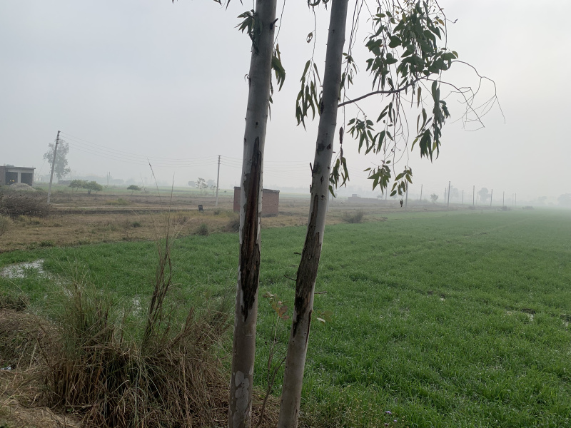  Agricultural Land 5 Acre for Sale in Kichha, Udham Singh Nagar