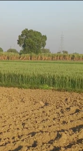 Agricultural Land 22 Bigha for Sale in Mohiuddinpur, Meerut