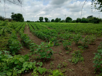  Agricultural Land for Sale in Chandur Bazar, Amravati