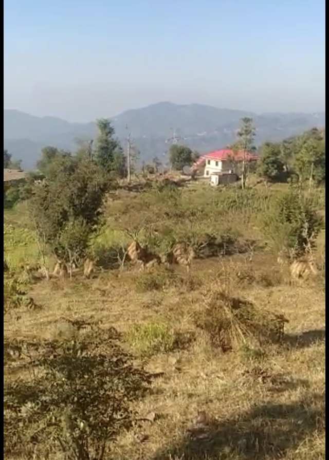Agricultural Land 5 Bigha for Sale in Sarahan, Sirmour