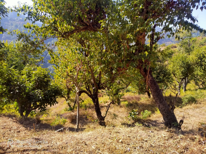 Agricultural Land 6 Bigha for Sale in Nahan, Sirmour