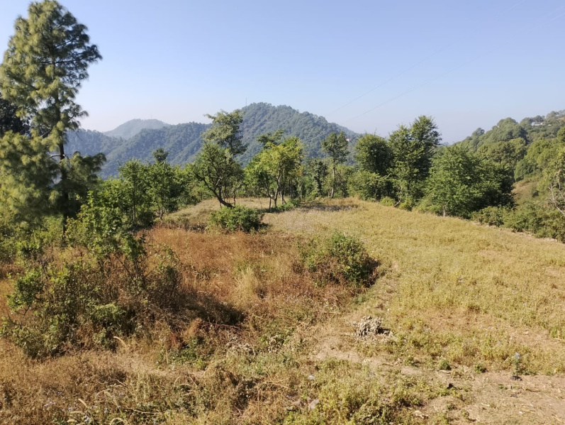  Agricultural Land 5 Biswa for Sale in Nahan, Sirmour