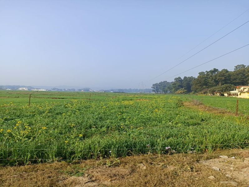 Agricultural Land 31 Biswa for Sale in