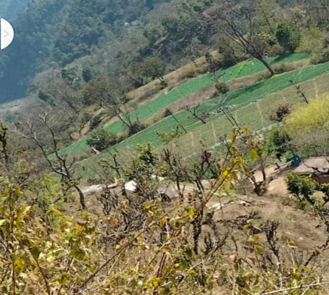  Agricultural Land 60 Bigha for Sale in Sarahan, Sirmour